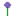 Allium