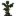 Canopy Tree Sapling