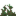 Root