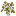 Yellow Autumn Sapling